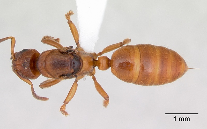 File:Centromyrmex angolensis casent0417149 dorsal 1.jpg