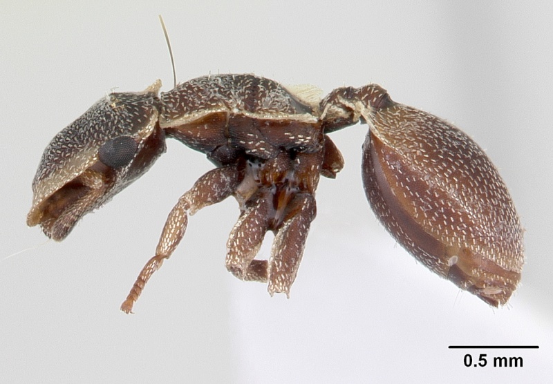 File:Cephalotes persimilis casent0178626 profile 1.jpg