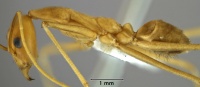 Leptomyrmex puberulus side view