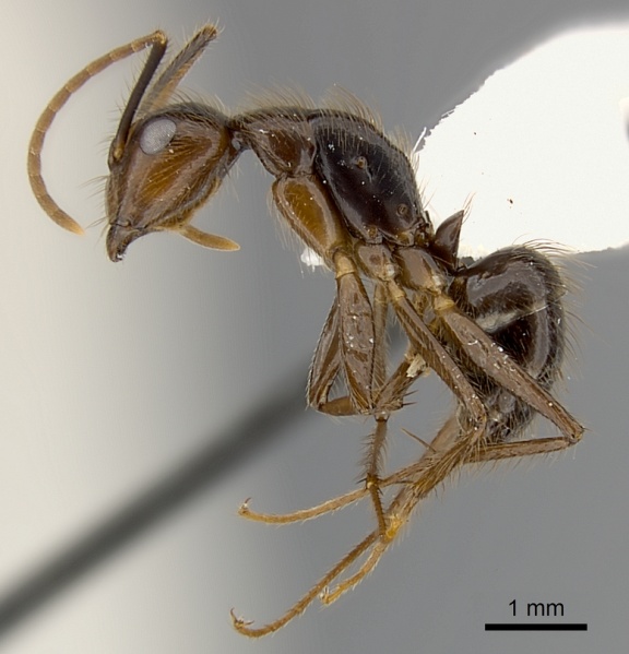 File:Camponotus bugnioni casent0217616 p 1 high.jpg