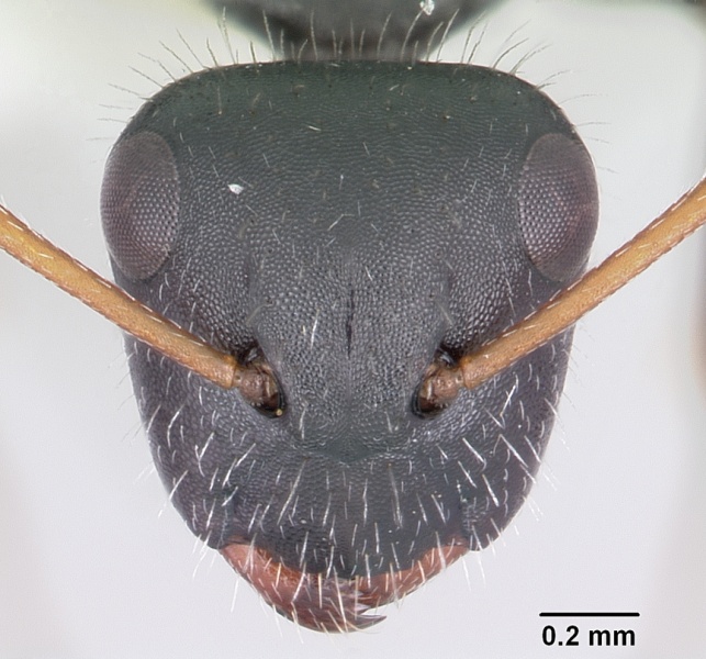 File:Camponotus mina casent0104950 head 1.jpg
