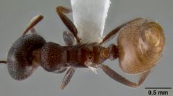 Crematogaster flaviventris casent0193696 d 1 high.jpg