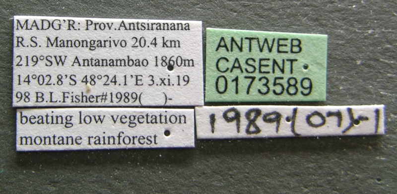 File:Monomorium bifidoclypeatum casent0173589 label 1.jpg