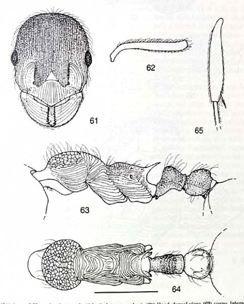 File:Myrmica heterorhytida.jpg