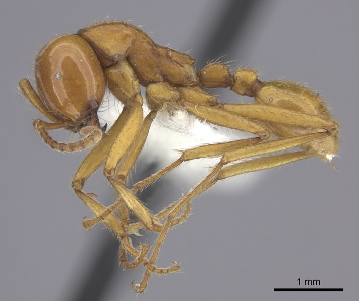 File:Neivamyrmex postcarinatus casent0619177 p 1 high.jpg