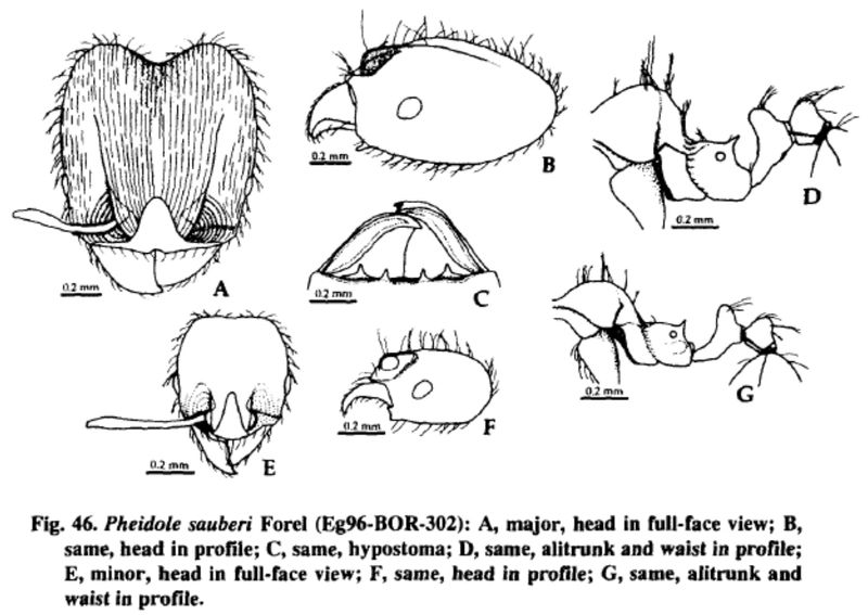 File:Pheidole sauberi.jpg