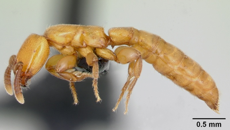 File:Acanthostichus punctiscapus casent0173204 profile 1.jpg