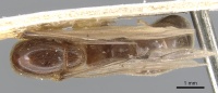 Aenictus mutatus casent0901481 d 1 high.jpg
