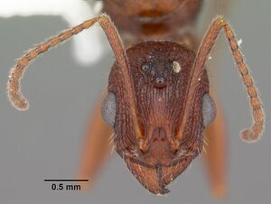 Aphaenogaster miamiana casent0103598 head 1.jpg