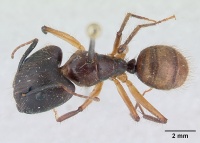 Camponotus atriceps casent0178616 dorsal 1.jpg
