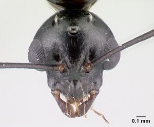 Camponotus liandia male casent0179439 h.jpg