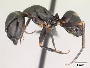 Camponotus quadrimaculatus casent0145975 profile 1.jpg