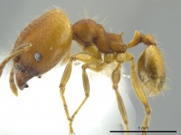 Pheidole anastasii Casent0613680 p 1 high.jpg