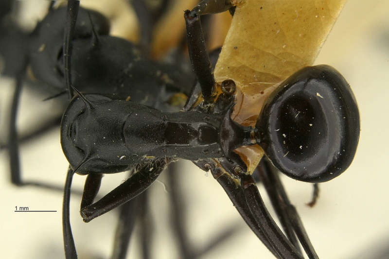 File:Polyrhachis-pressa-had1 25.jpg