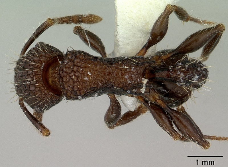 File:Tetramorium pacificum casent0179060 dorsal 1.jpg