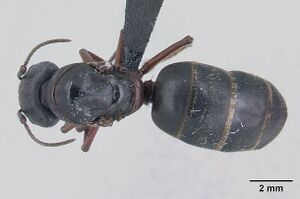 Camponotus herculeanus casent0178766 dorsal 1.jpg