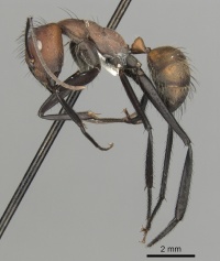 Camponotus mocsaryi casent0280164 p 1 high.jpg