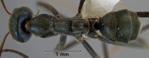 Iridomyrmex mayri ANIC32-041676 top 25-Antwiki.jpg