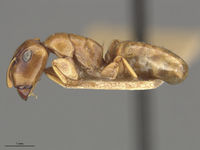 MCZ-ENT00021577 Camponotus claviscapus occultus hal.jpg