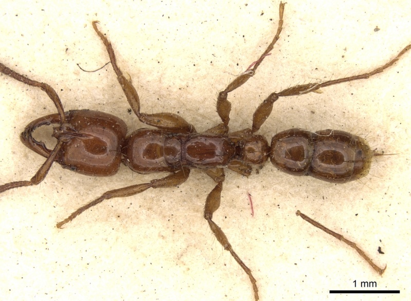 File:Myopias mayri casent0281905 d 1 high.jpg