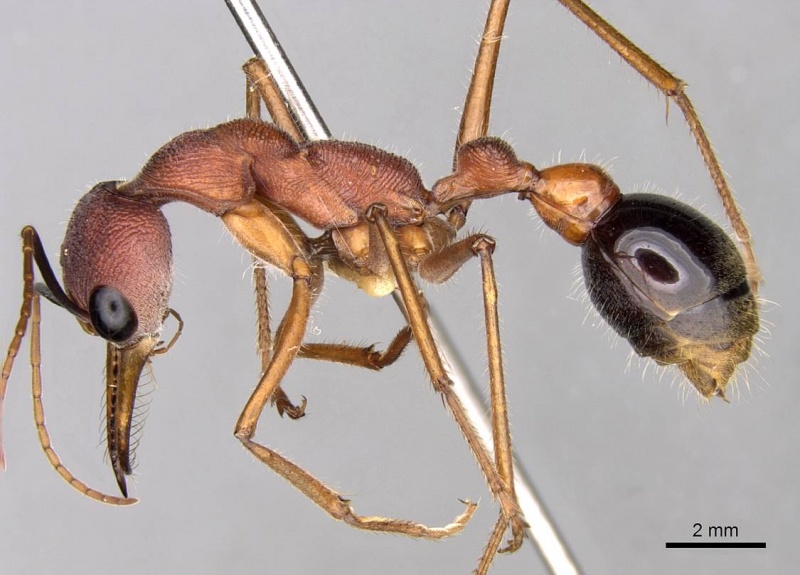 File:Myrmecia analis casent0914014 p 1 high.jpg