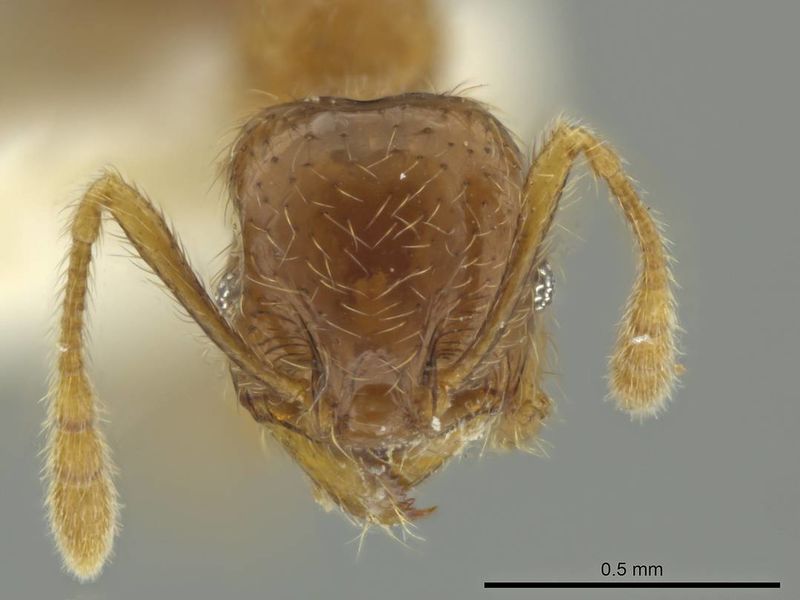 File:Pheidole eriophora casent0644197 h 1 high.jpg