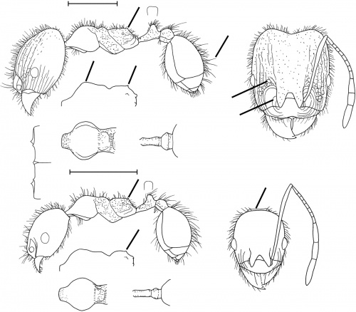 Pheidole hamtoni Wilson 2003.jpg