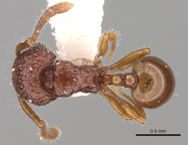 File:Pristomyrmex coggii casent0281799 d 1 high.jpg