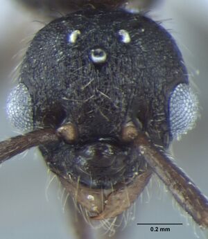 Fig.-10-Male Myrmica nefaria-head.jpg