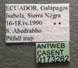 Pheidole flavens casent0173262 label 1.jpg