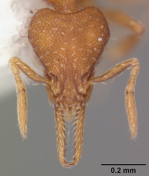 File:Pyramica gundlachi casent0103867 head 1.jpg