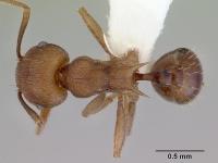 Rhoptromyrmex wroughtonii casent0172463 dorsal 1.jpg