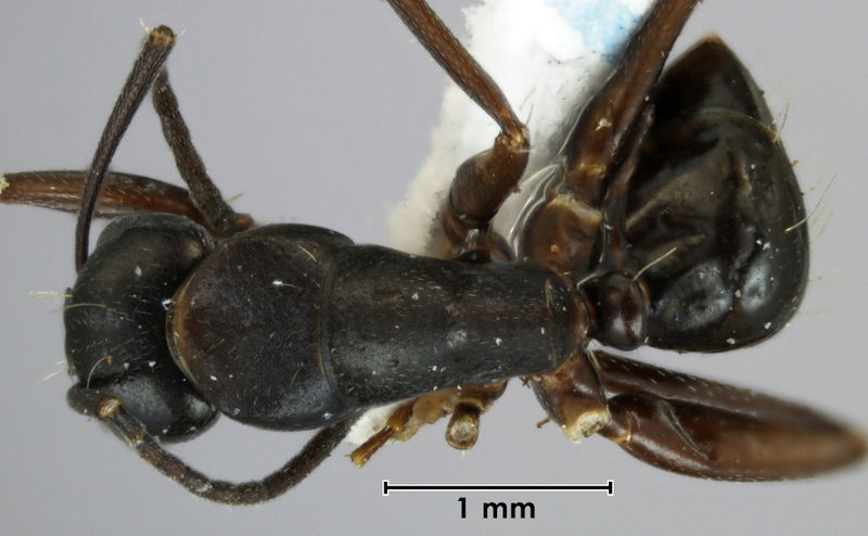 File:Camponotus christmasensis paratype ANIC32-053466 top.jpg