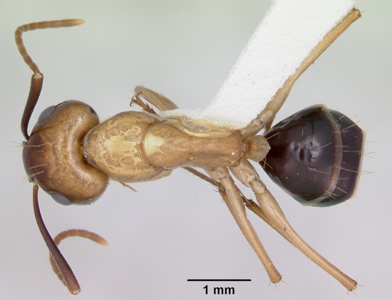 File:Camponotus eperiamorum casent0173097 dorsal 1.jpg