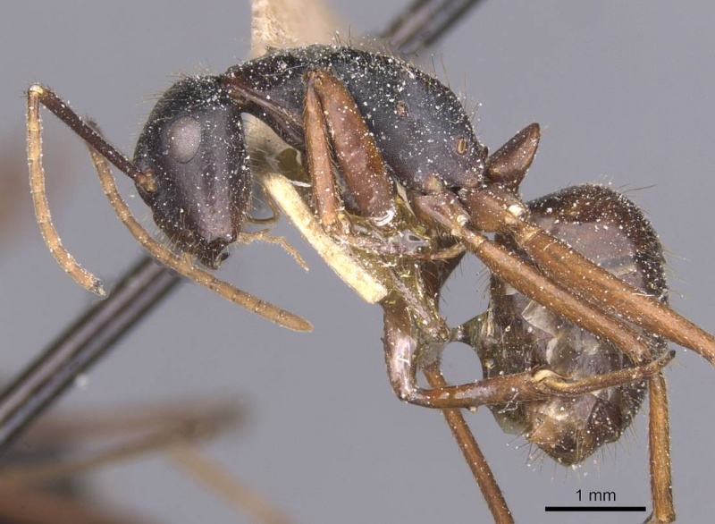 File:Camponotus maguassa casent0912002 p 1 high.jpg