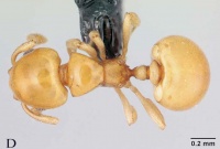 Diaphoromyrma-sofiaeD.jpg