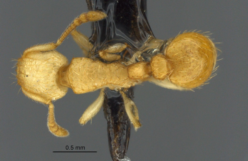 File:MCZ-ENT00512625 Tetramorium phasias had 5.jpg