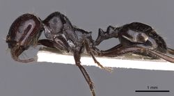 Messor lusitanicus casent0900470 p 1 high.jpg