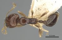 Monomorium mayri casent0249904 d 1 high.jpg