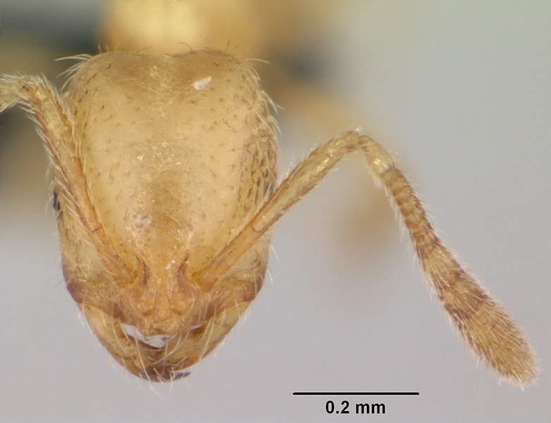 File:Monomorium sechellense casent0060362 head 1.jpg