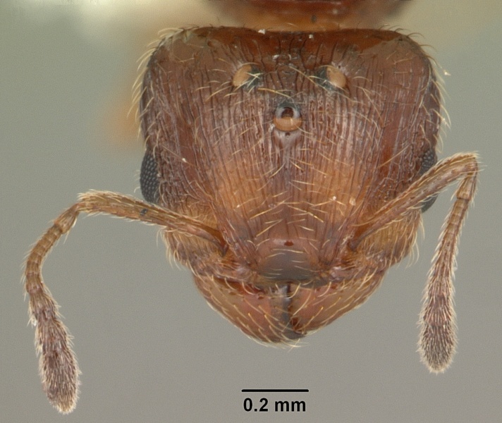 File:Pheidole adrianoi casent0104271 head 1.jpg