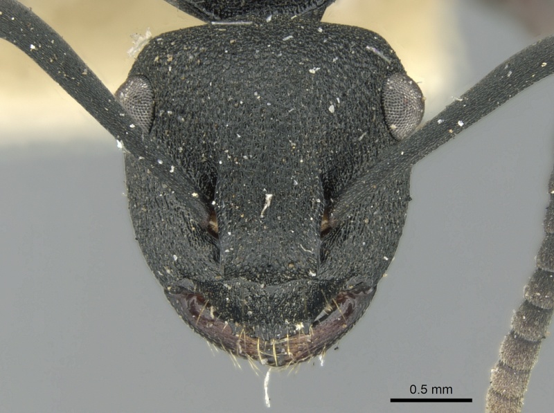 File:Polyrhachis phryne casent0906565 h 1 high.jpg