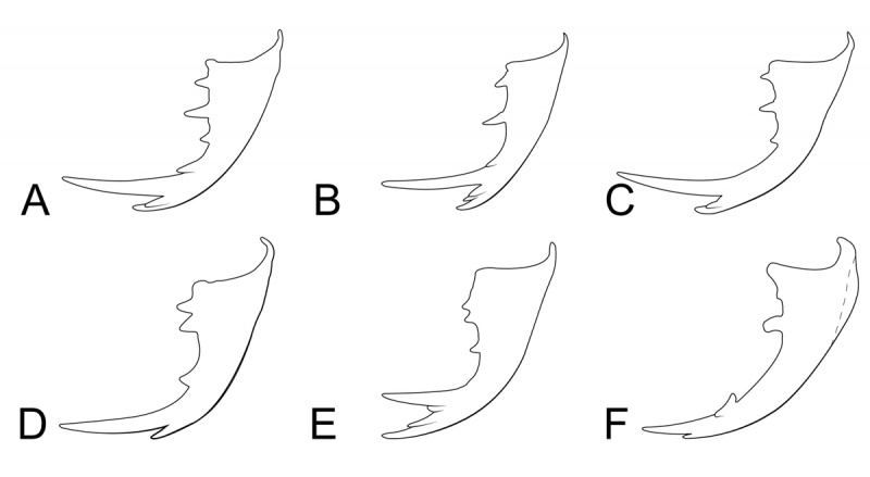 File:Rho-LB-01.jpg