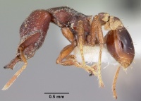 Strumigenys ochosa casent0102620 profile 1.jpg