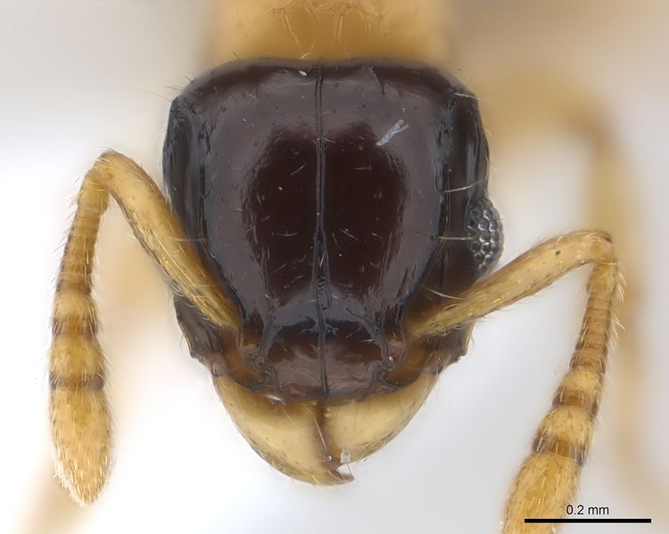 File:Tetramorium flavithorax H casent0217064.jpg