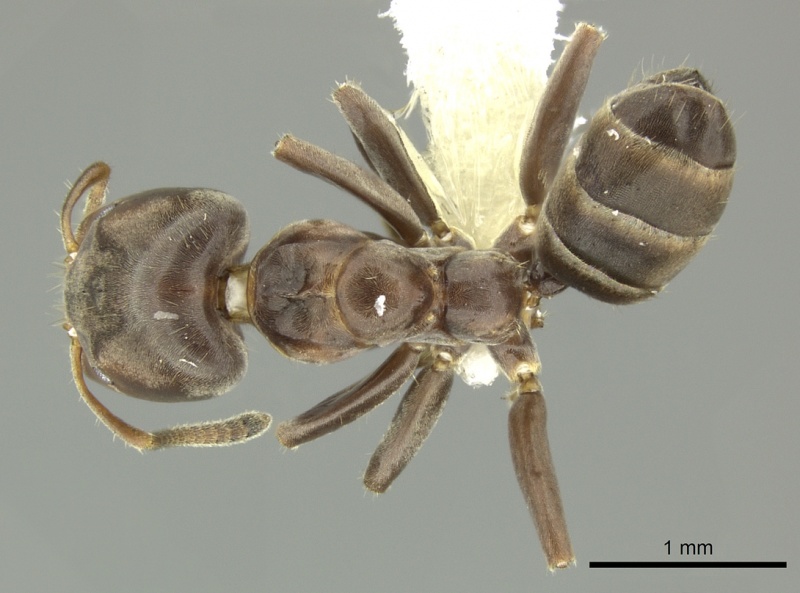 File:Azteca oecocordia casent0619166 d 1 high.jpg