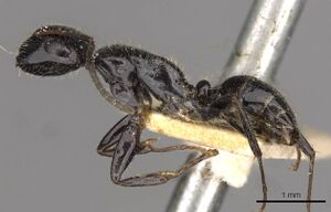 Camponotus janeti casent0910519 p 1 high.jpg