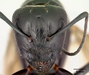 Camponotus liandia queen casent0053950 h.jpg