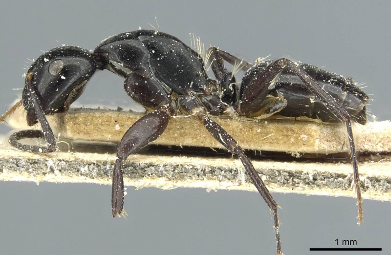 File:Camponotus truebi casent0911704 p 1 high.jpg