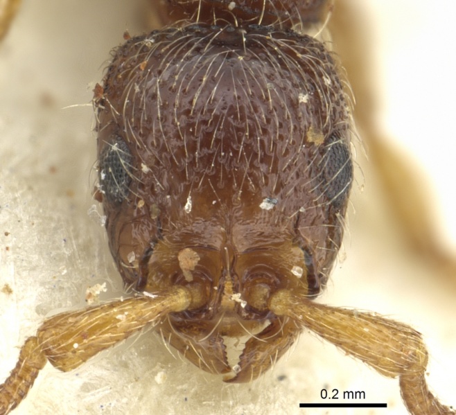 File:Cerapachys afer casent0902712 h 1 high.jpg